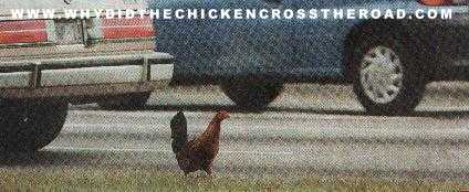 Another Why Did The Chicken Cross The Road Joke Site!